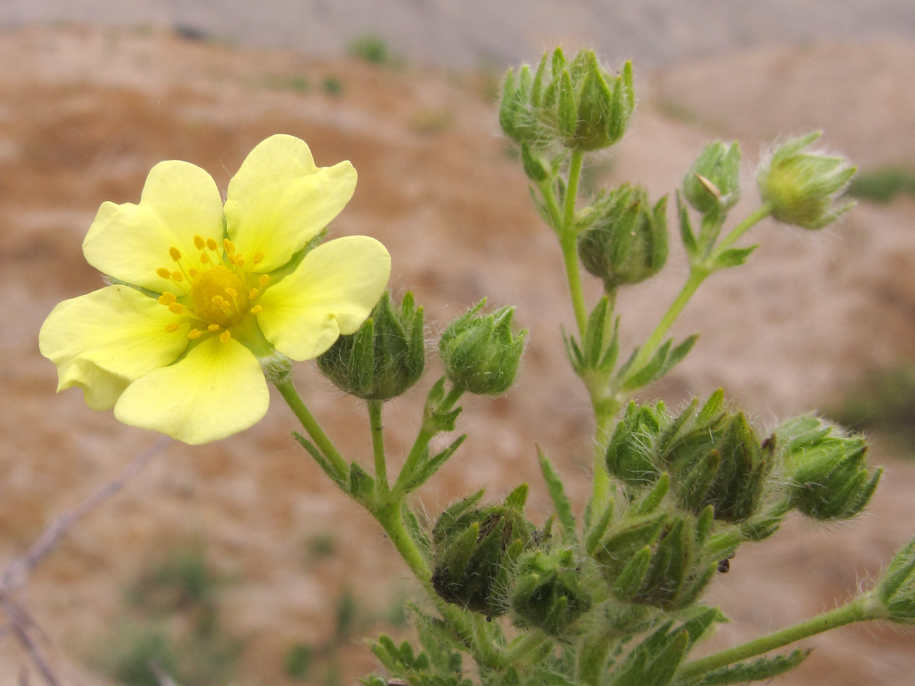 Изображение особи Potentilla astracanica.