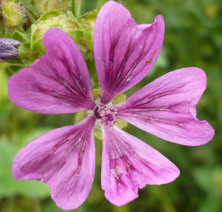 Изображение особи Malva mauritiana.