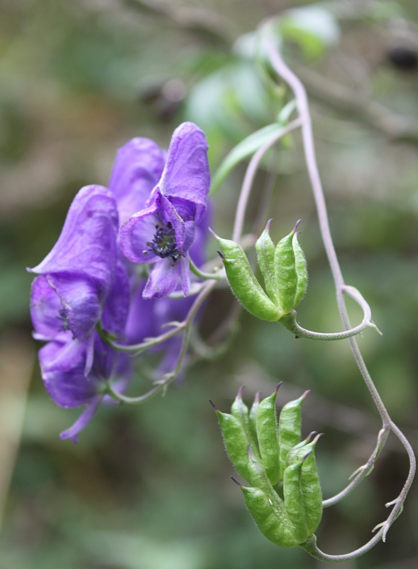 Изображение особи Aconitum volubile.