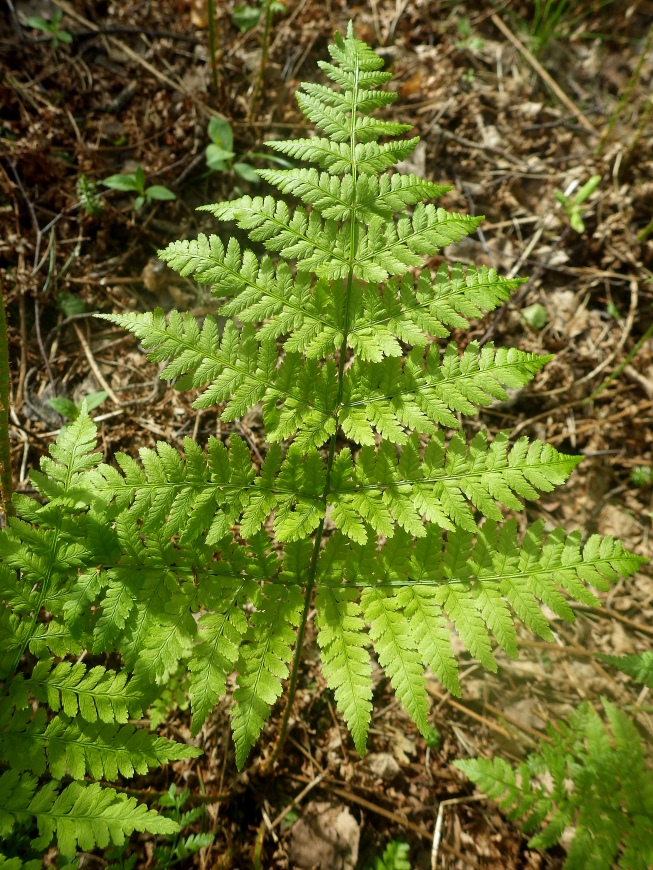 Изображение особи Dryopteris expansa.