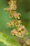 Rumex obtusifolius