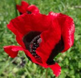 Papaver ocellatum