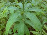 Veronicastrum sibiricum. Листья в каплях дождя. Иркутская обл., Шелеховский р-н, окр. ж.-д. ост.п. \"Голубые ели\", опушка леса. 19.07.2014.