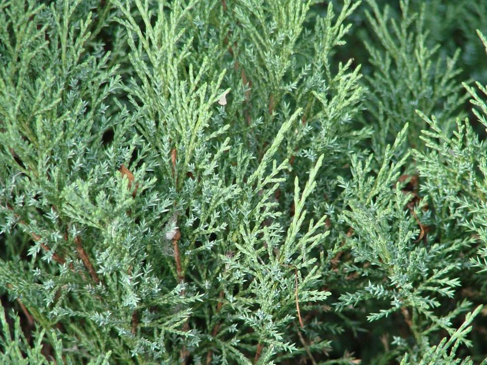 Изображение особи Juniperus sabina.