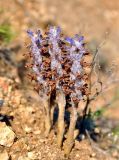 Orobanche coerulescens