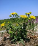 Inula britannica