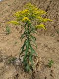 Solidago canadensis. Цветущее растение. Томск, между пос. Новый и мкр. Зелёные горки, заброшенные садовые участки, в нижней части глинистой насыпи под стройплощадкой. 21.09.2016.