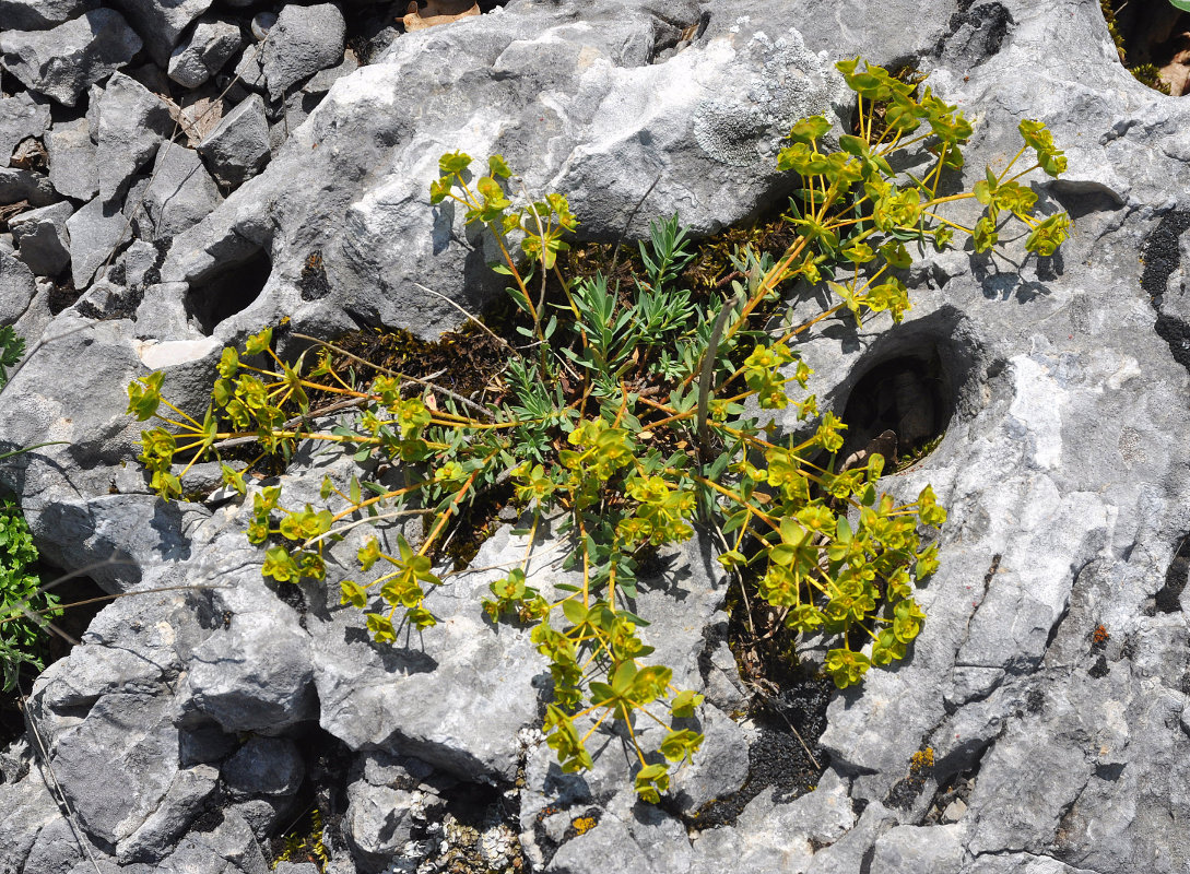 Изображение особи Euphorbia petrophila.