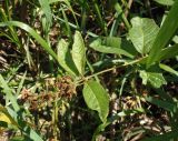 Lysimachia vulgaris