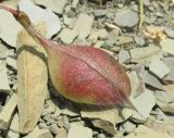 Astragalus utriger