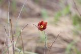 Fritillaria ruthenica