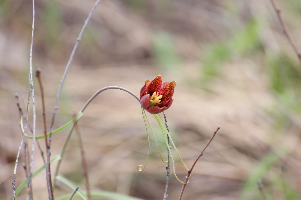 Изображение особи Fritillaria ruthenica.