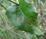 Picris hieracioides