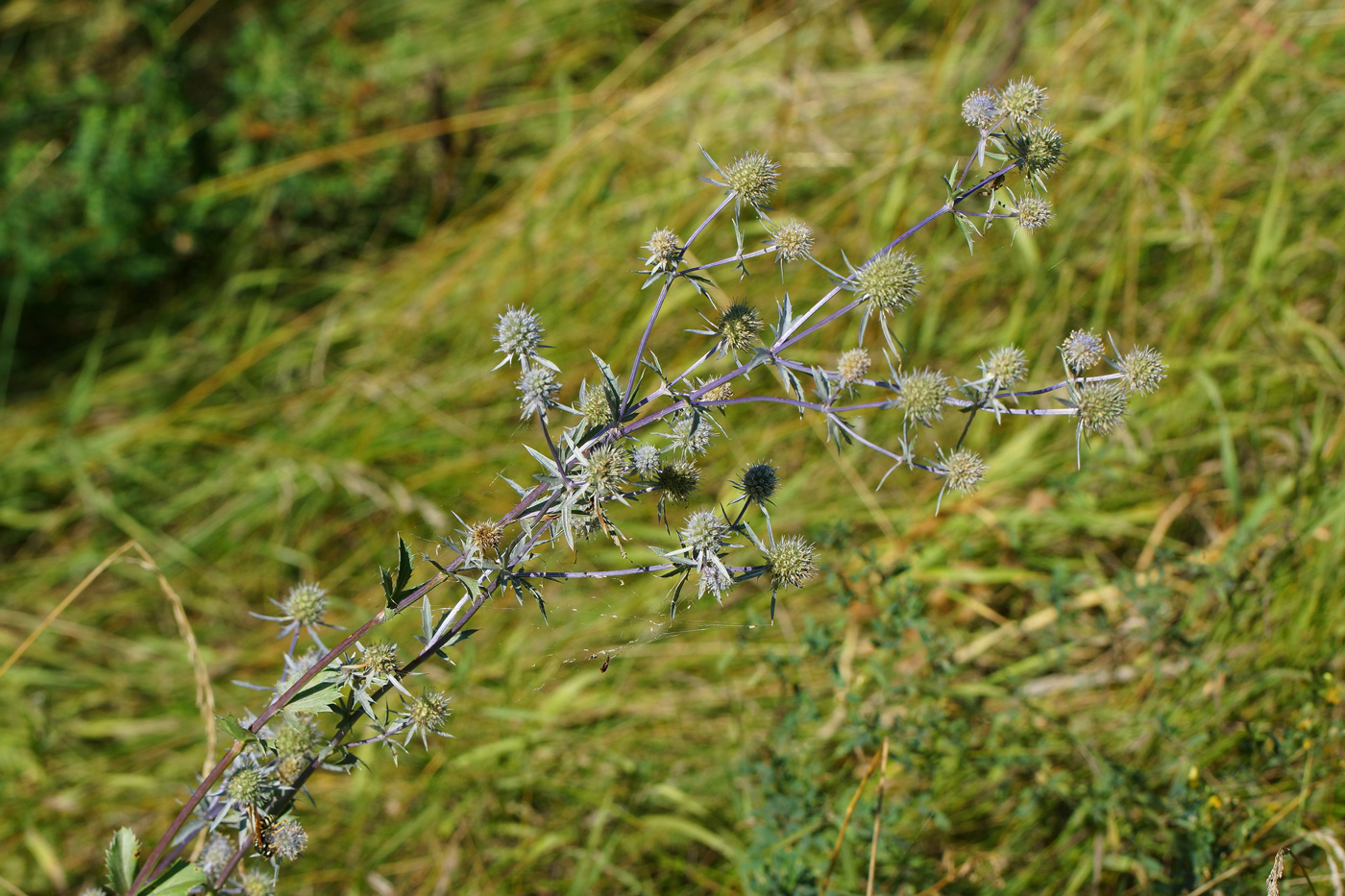 Изображение особи Eryngium planum.