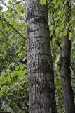 Populus trichocarpa. Средняя часть ствола взрослого дерева. Москва, Главный ботанический сад им. Н.В. Цицина РАН, в культуре. 03.10.2017.