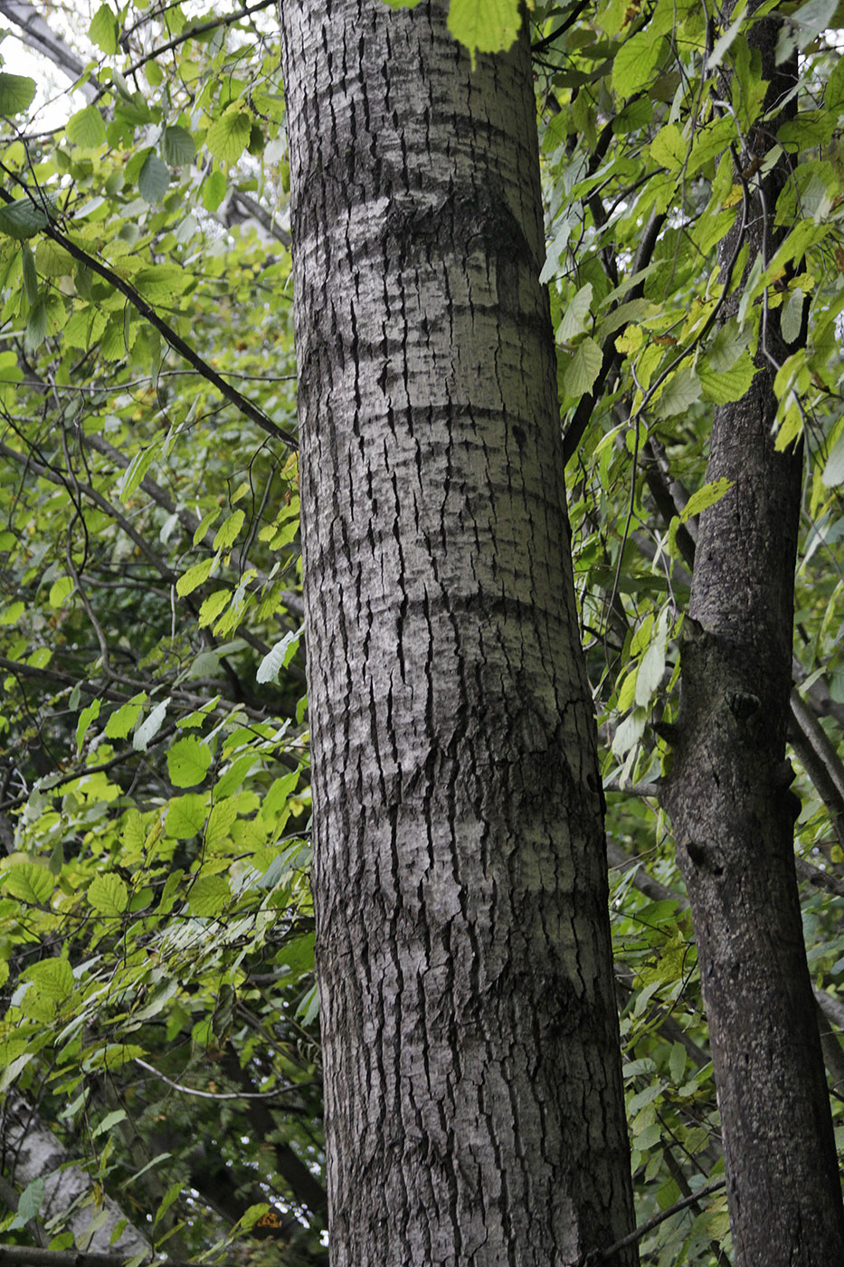 Изображение особи Populus trichocarpa.