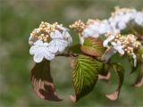 Viburnum plicatum. Верхушка побега с соцветием. Грузия, Аджария, с. Мцване-Концхи, Батумский бот. сад, в культуре. 09.05.2017.