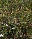 Dianthus ramosissimus