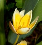 Tulipa tarda