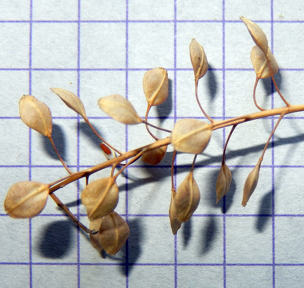 Изображение особи Lepidium perfoliatum.