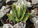 Dryopteris fragrans