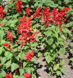 Salvia splendens