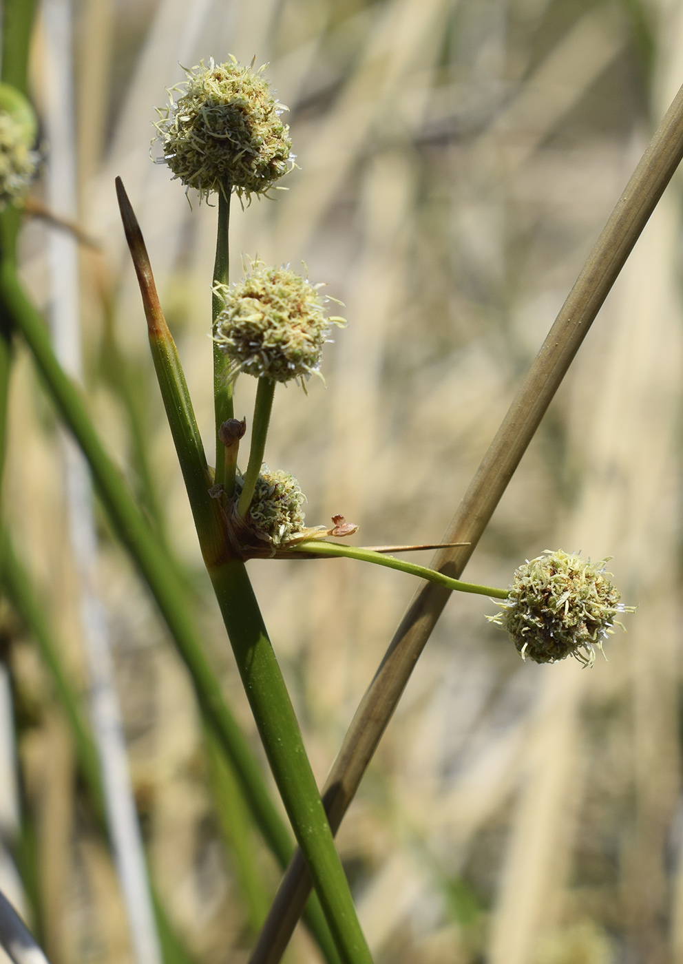 Изображение особи Scirpoides holoschoenus.