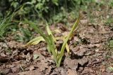 Colchicum umbrosum. Плодоносящее растение. Крым, окр. Балаклавы, дубово-грабинниковый лес. 24.05.2020.