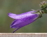 Campanula taurica. Цветок. Крым, Тарханкутский п-ов, окр. балки Кипчак, степной склон. 8 июня 2021 г.