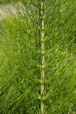 Equisetum telmateia