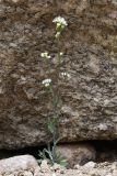 Draba subamplexicaulis