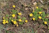 Potentilla depressa