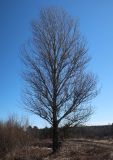 Populus &times; berolinensis