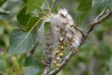 Populus afghanica. Часть веточки с соплодиями со вскрывшимися зрелыми плодами. Казахстан, Алматинская обл., хр. Торайгыр, правый берег р. Чарын в 3 км к с.-в. от ур. Куртогай, тугай. 27 мая 2023 г.