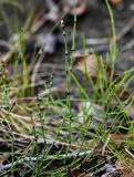 Equisetum variegatum