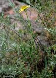 род Tragopogon. Верхушка цветущего растения (рядом видны побеги Artemisia). Грузия, г. Тбилиси, сухой склон у подножия каменной стены крепости. 10.06.2023.