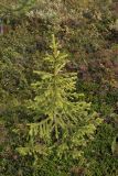 Picea obovata. Особь подроста (высота около 1,2 м) на окраине болота в лесотундре. Окрестности Мурманска, 20.08.2008.