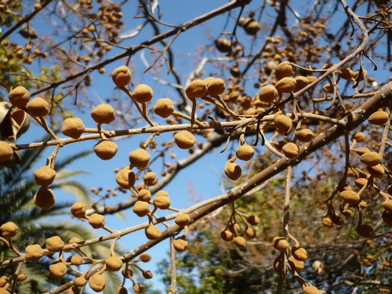 Изображение особи Paulownia tomentosa.