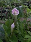 Arisaema candidissimum