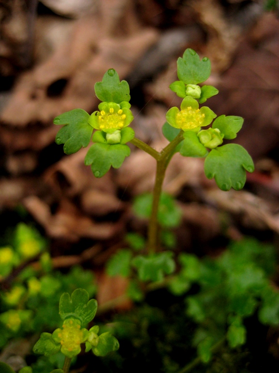 Изображение особи Chrysosplenium flagelliferum.