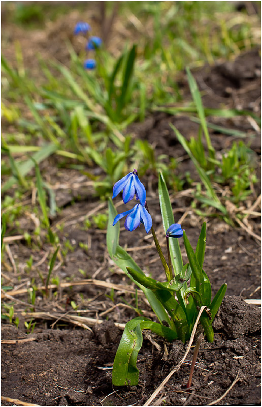 Изображение особи Scilla siberica.