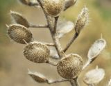 Alyssum hirsutum