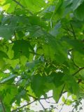 Acer platanoides