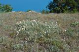 Convolvulus holosericeus. Цветущие растения. Крым, Караньское плато. 27 мая 2012 г.