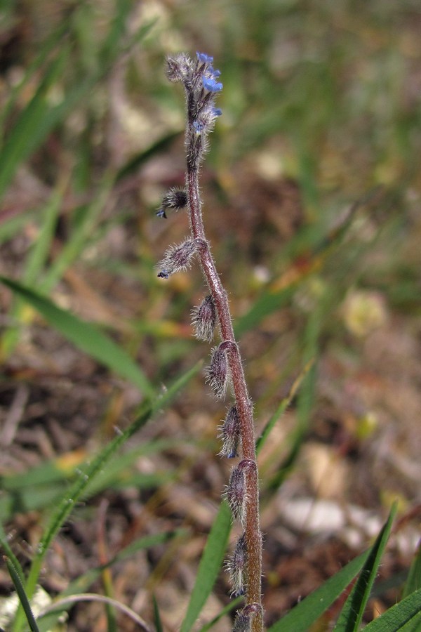 Изображение особи Myosotis refracta.