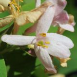 Lonicera tatarica. Цветок. Ростовская обл., Неклиновский р-н, Андреево-Мелентьевское с/п, балка Сухая. 10.05.1013.