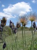 Pulsatilla taurica