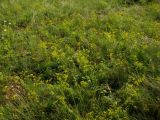 Bupleurum scorzonerifolium