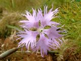 Dianthus hoeltzeri