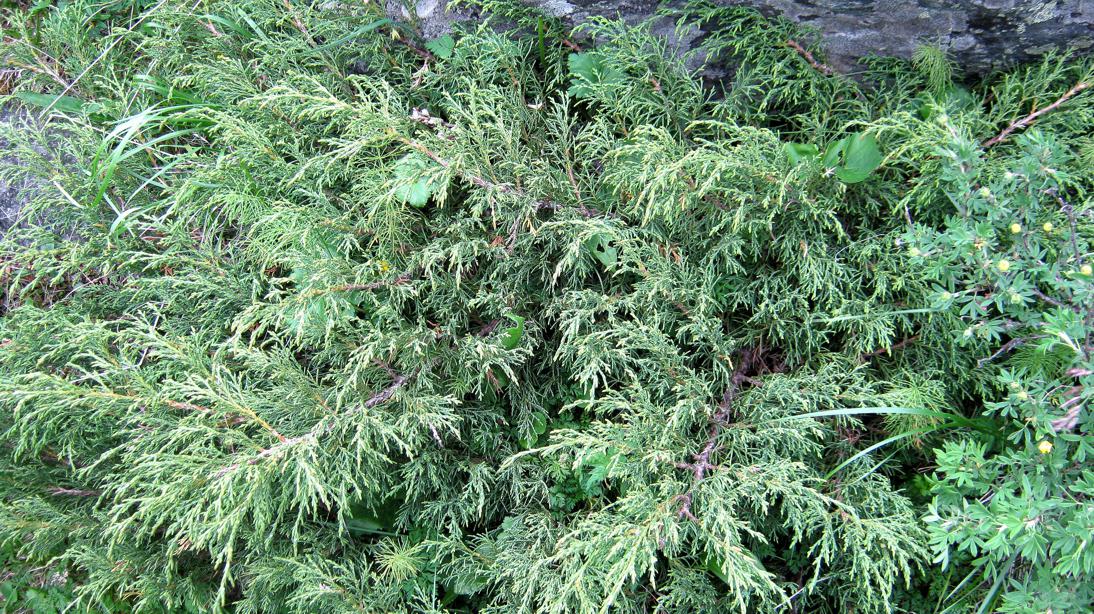 Изображение особи Juniperus pseudosabina.